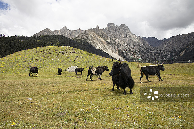 川藏线上的一颗明珠——措普沟图片素材
