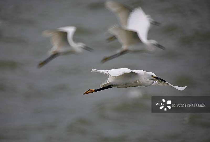 白鹭飞掠图片素材