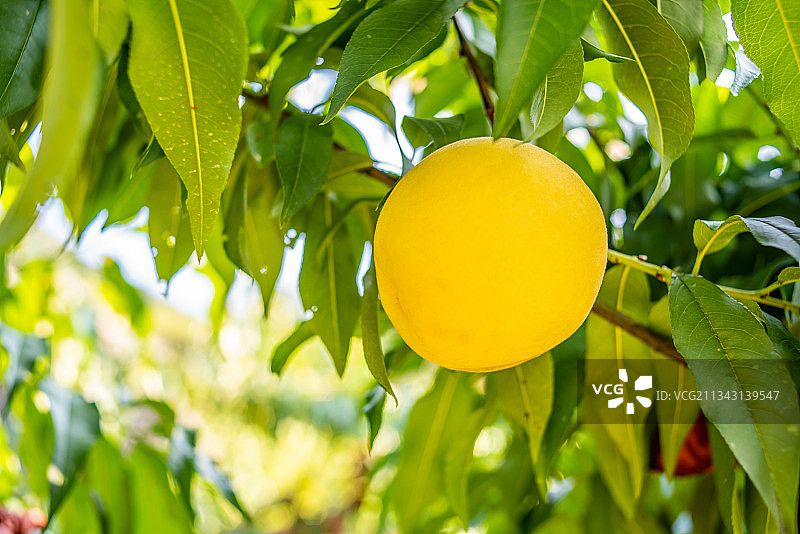 湖南省炎陵高山黄桃图片素材
