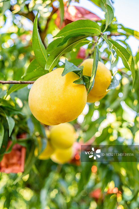 湖南省炎陵高山黄桃图片素材