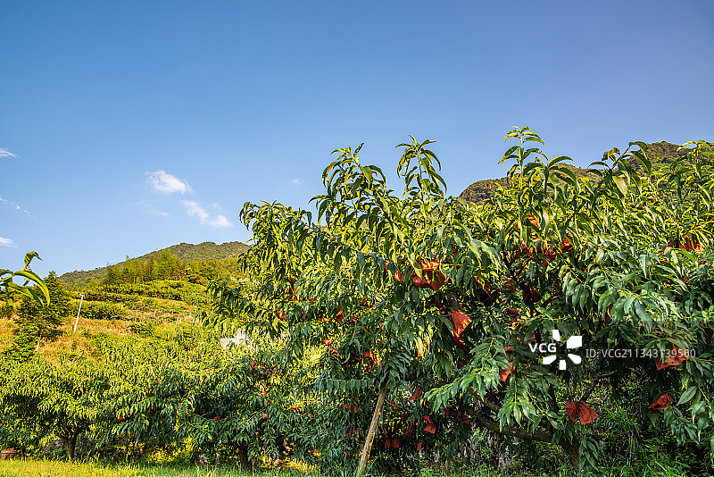 湖南省炎陵高山黄桃种植果林图片素材
