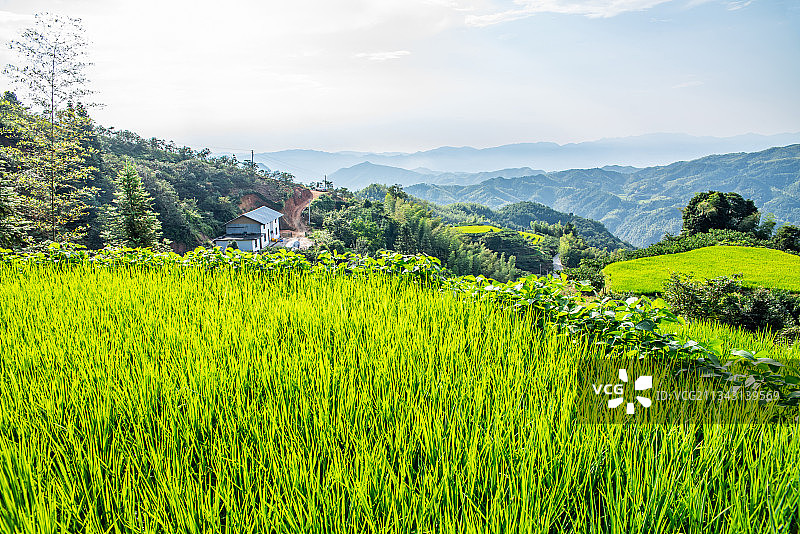 湖南省炎陵县高山梯田水稻图片素材