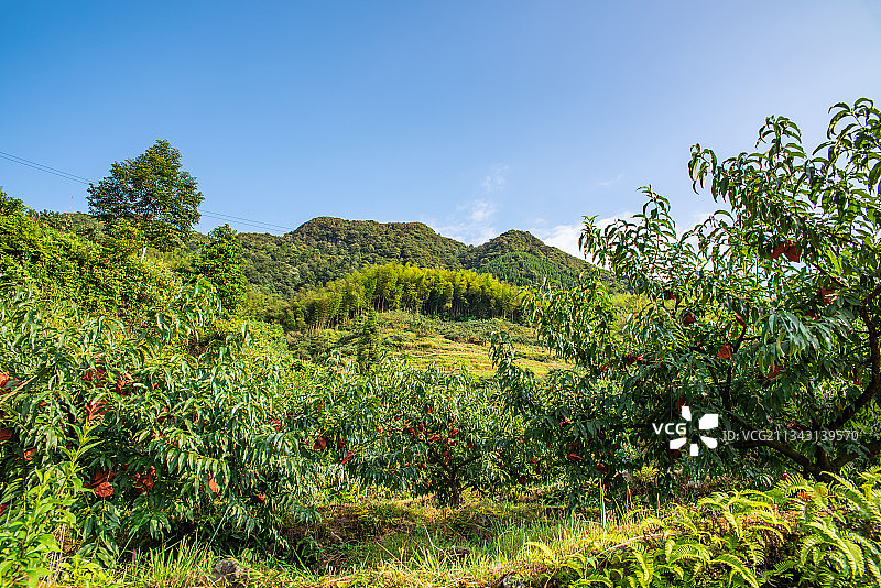 湖南省炎陵高山黄桃种植果林图片素材