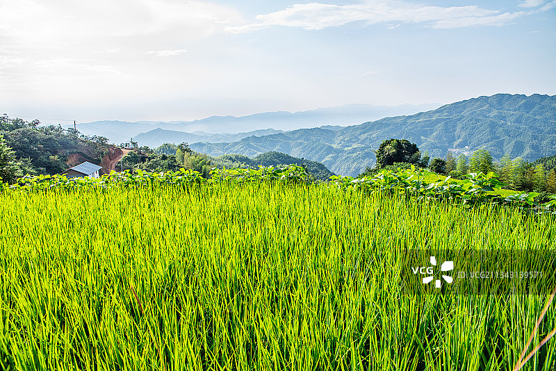湖南省炎陵县高山梯田水稻图片素材