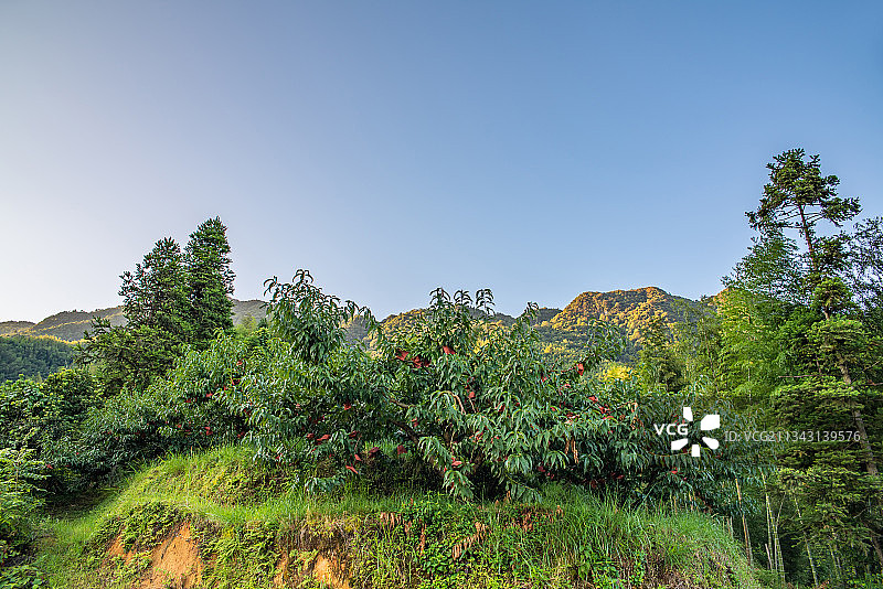 湖南省炎陵高山黄桃种植果林图片素材