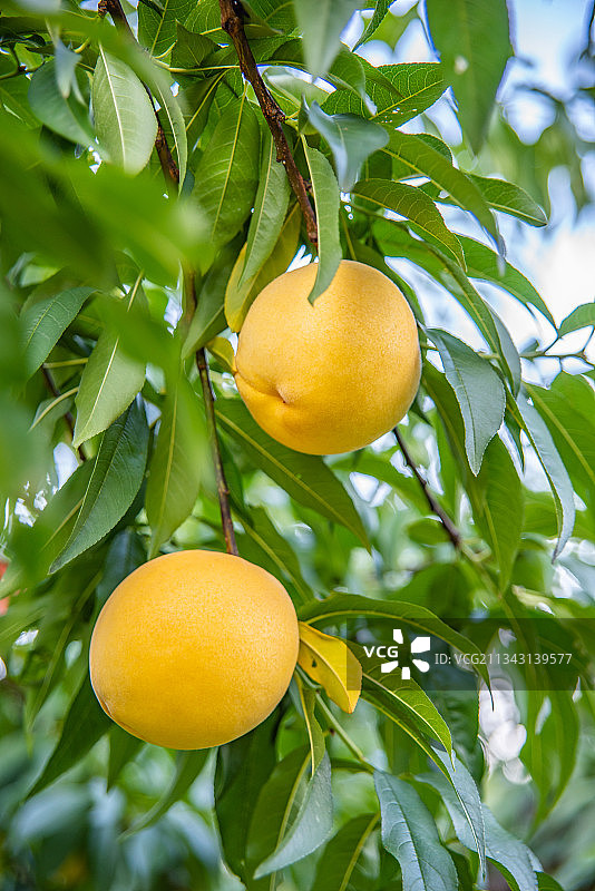 湖南省炎陵高山黄桃图片素材