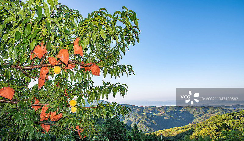 湖南省炎陵高山黄桃种植果林图片素材