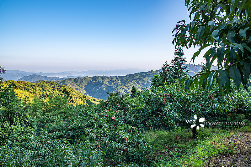 湖南省炎陵高山黄桃种植果林图片素材