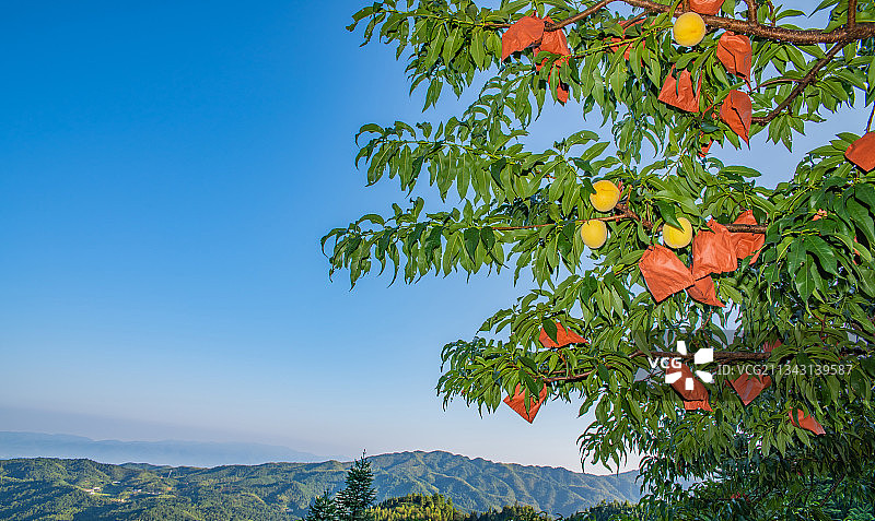 湖南省炎陵高山黄桃图片素材