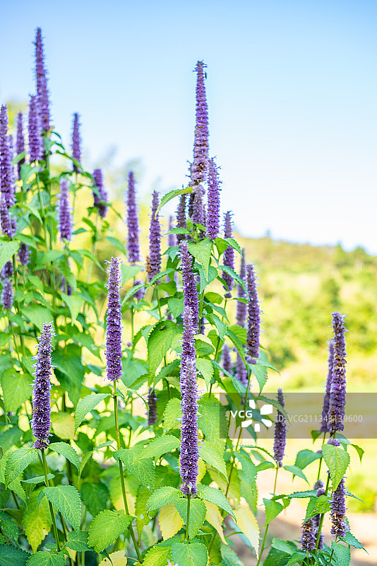森林中野生中草药藿香图片素材