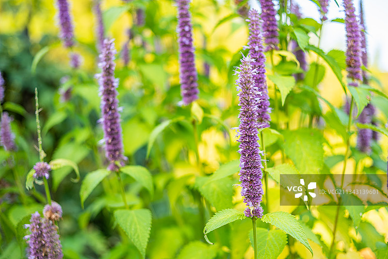 森林中野生中草药藿香图片素材