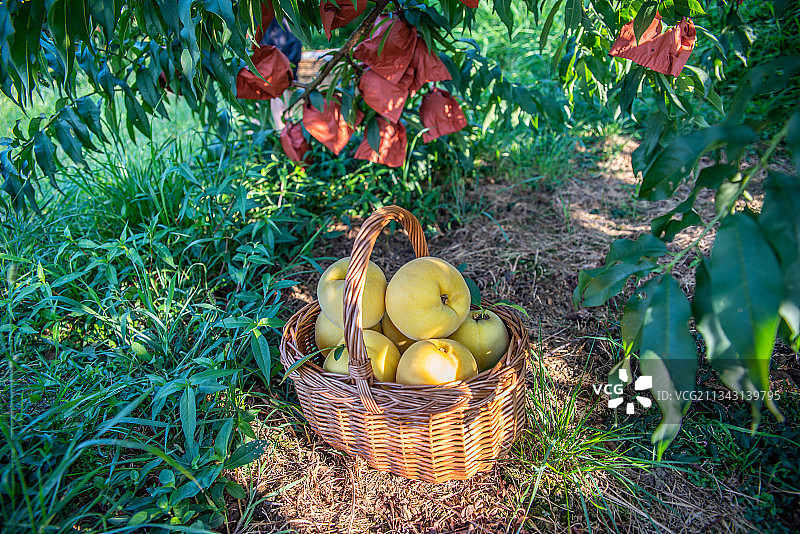 一篮新鲜采摘的炎陵高山黄桃图片素材