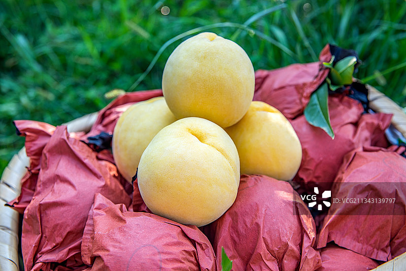 新鲜采摘的炎陵高山黄桃图片素材