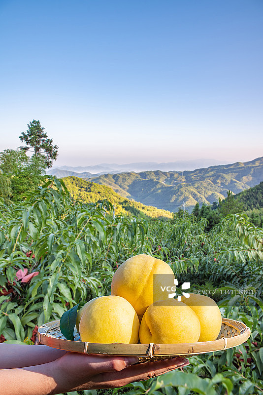 手捧一盘高山黄桃图片素材