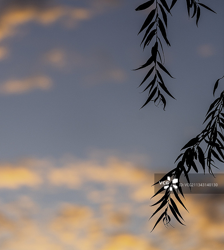 北京朝阳公园，火烧云下树叶剪影，如明信片一般图片素材