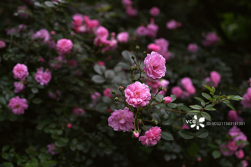 盛开的蔷薇花图片素材