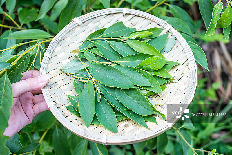 采集中草药山苍子叶图片素材