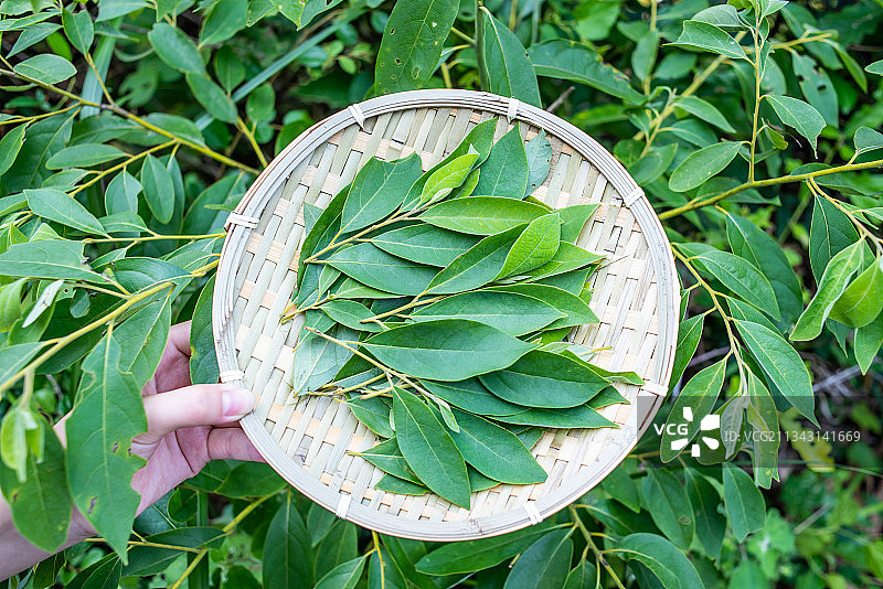 采集中草药山苍子叶图片素材