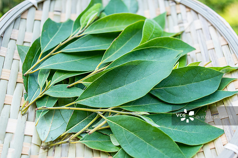 采集中草药山苍子叶图片素材