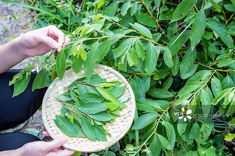 采集中草药山苍子叶图片素材