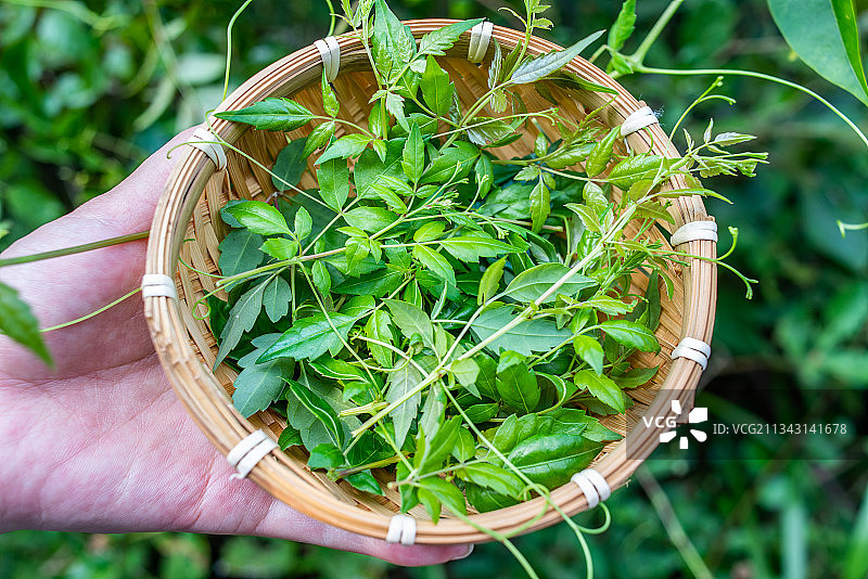 采集的野生藤茶图片素材
