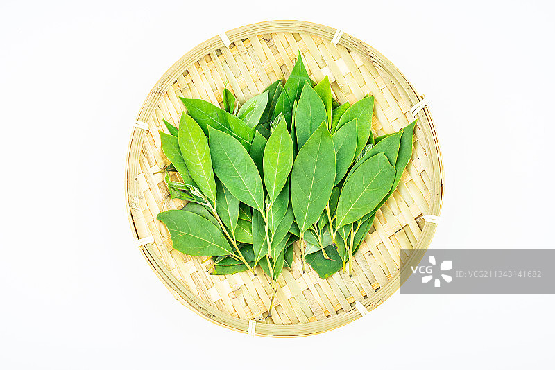 中草药山苍子叶图片素材