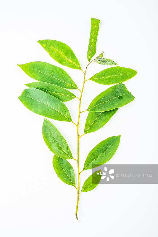 白背景上的中草药山苍子叶图片素材
