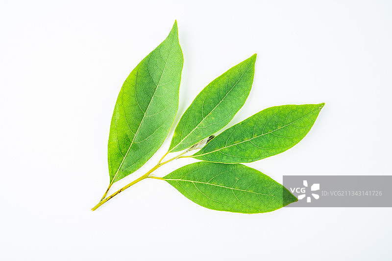 白背景上的中草药山苍子叶图片素材