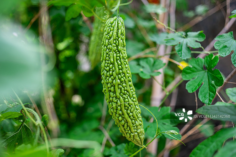 苦瓜藤上生长的苦瓜图片素材