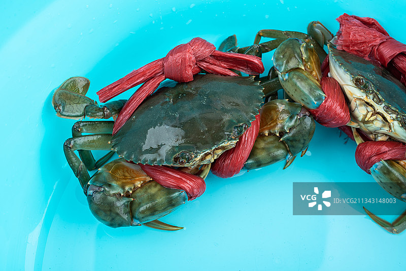 水盆中鲜活的红鲟蟹图片素材