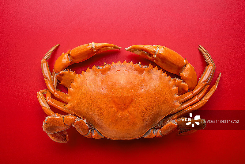 红色背景上一只熟的红鲟蟹图片素材