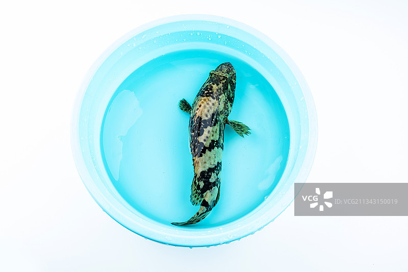 水盆里一条鲜活的石斑鱼图片素材