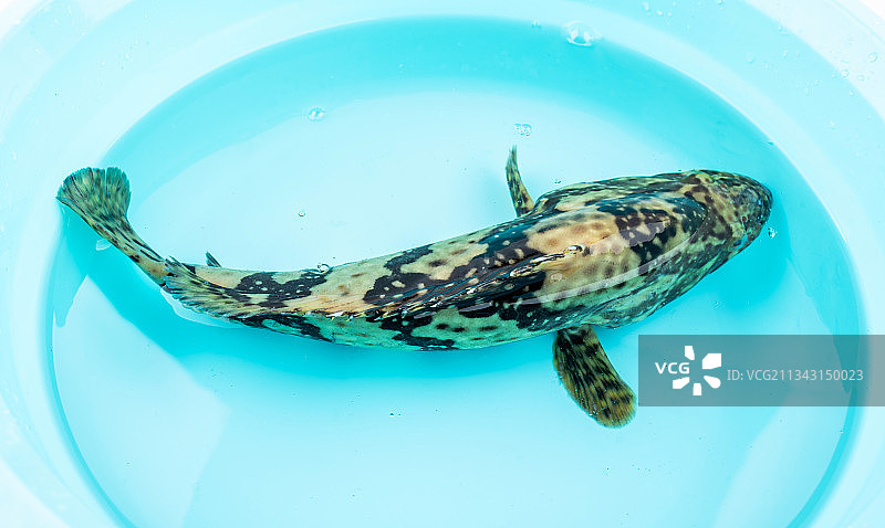 水盆里一条鲜活的石斑鱼图片素材