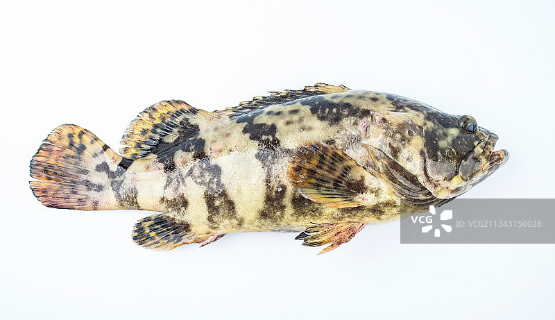 白背景上一条鲜活的石斑鱼图片素材