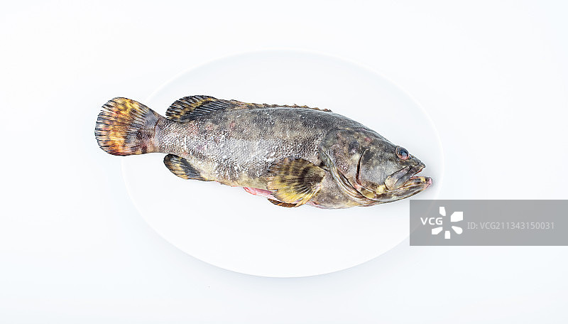 白背景菜碟上一条新鲜石斑鱼图片素材