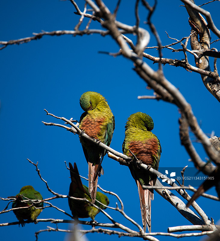 百内国家公园中的鹦鹉图片素材