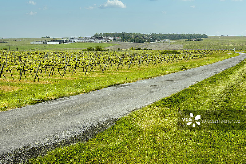 法国干邑，葡萄园，酿酒，葡萄酒，前进的道路，白兰地图片素材