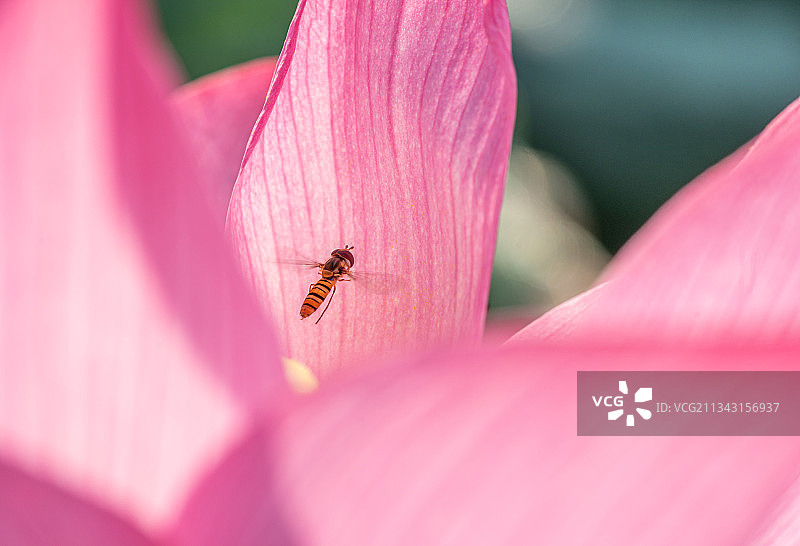 花间舞图片素材