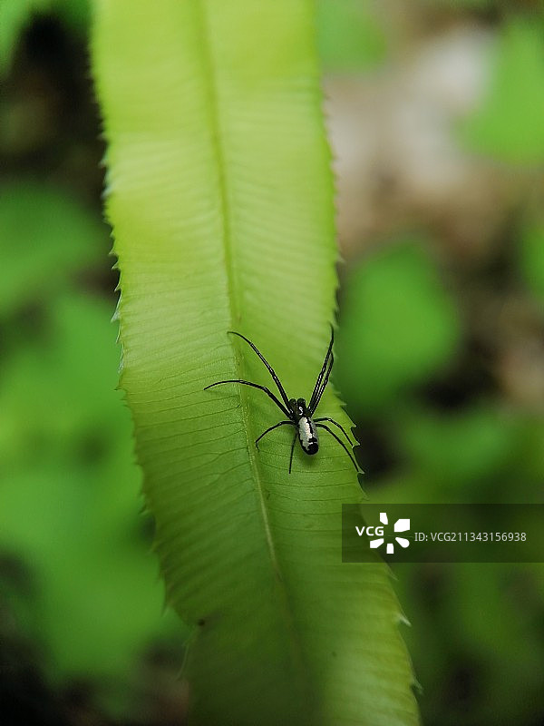 叶上蜘蛛特写镜头(拍摄地点：昆明市西山区梦里水乡森林公园)图片素材