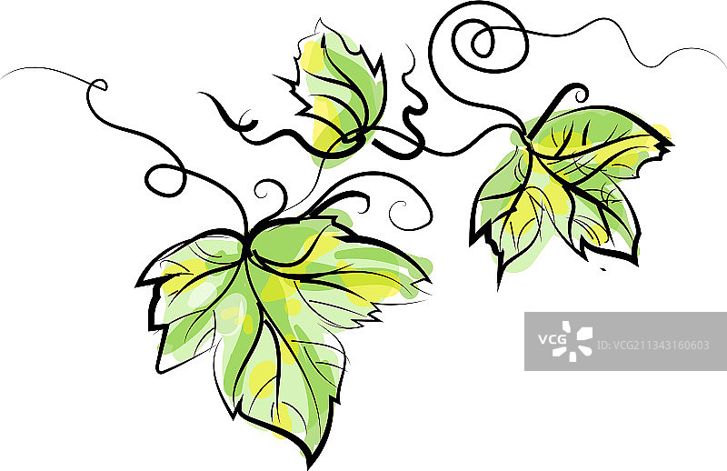 带叶子的葡萄藤枝图片素材