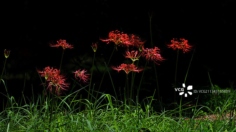 杭州植物园石蒜花（又名：彼岸花）图片素材