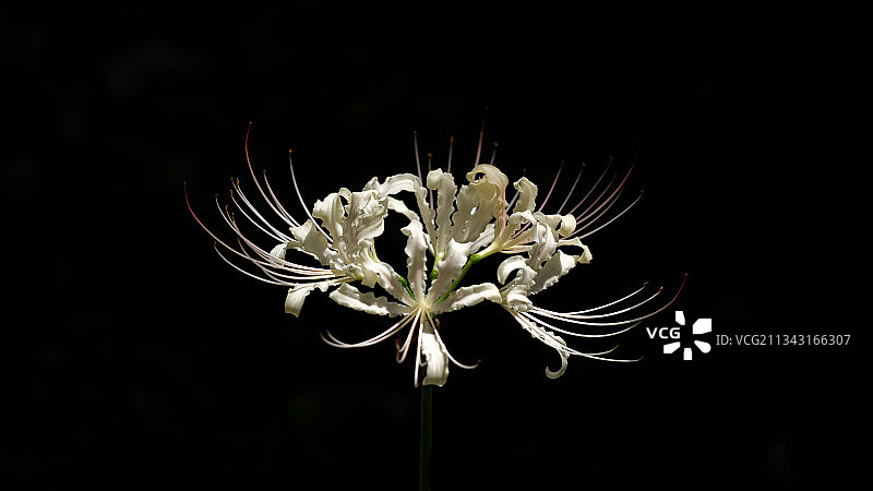 杭州植物园石蒜花（又名：彼岸花）图片素材