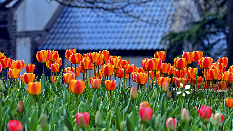 郁金香图片素材