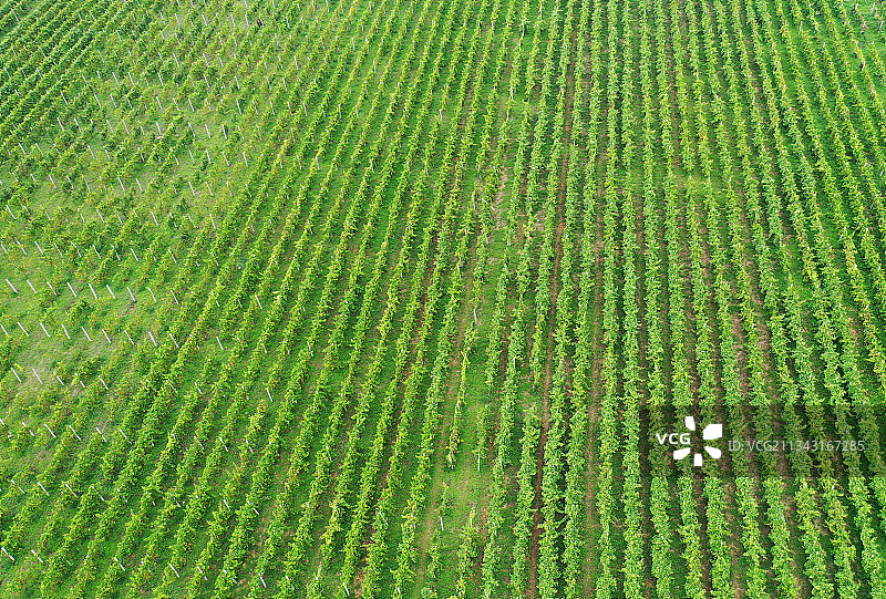 山东枣庄汉诺葡萄庄园葱茏葳蕤生机勃勃图片素材