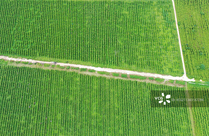 山东枣庄汉诺葡萄庄园葱茏葳蕤生机勃勃图片素材