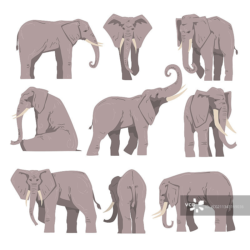 非洲大象：具有象鼻和象牙的大型动物图片素材