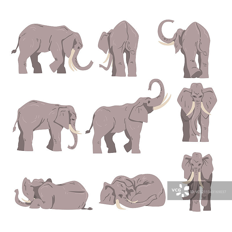 非洲大象：具有象鼻和象牙的大型动物图片素材