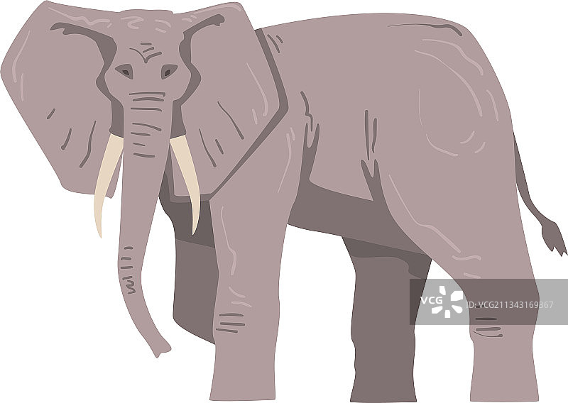 行走中的非洲大象图片素材