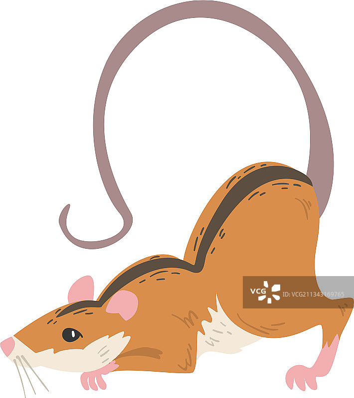 长尾田鼠图片素材