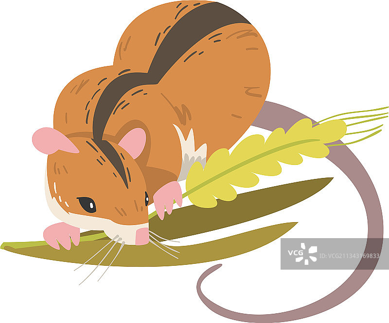 长尾田鼠图片素材